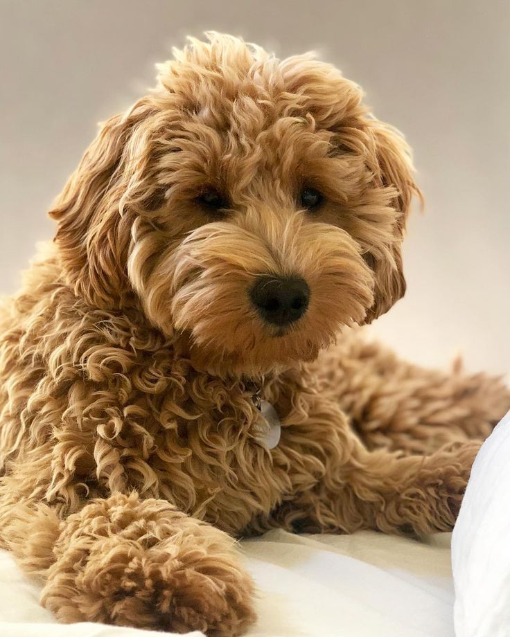 a small brown dog laying on top of a bed