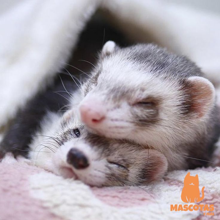 two baby ferrets cuddle together on a pink and white blanket with their eyes closed