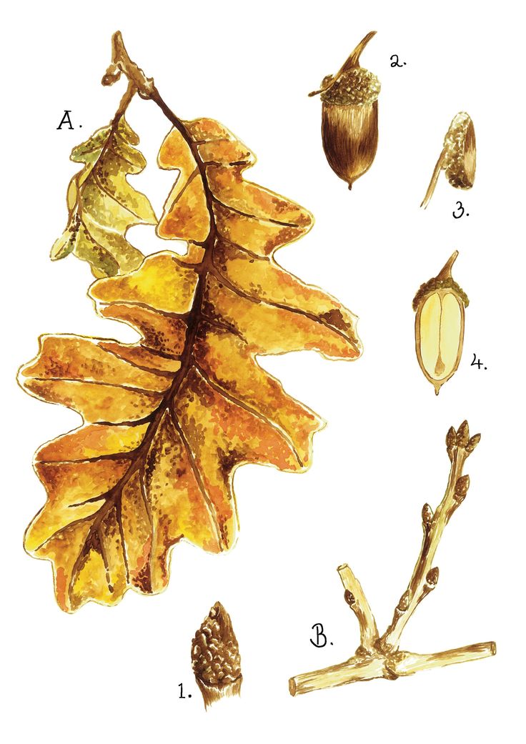 an acorn tree branch with several different leaves and seedings, including one oak