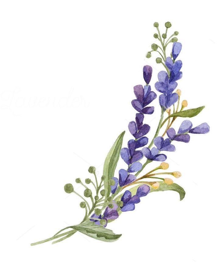 a watercolor painting of purple flowers on a white background