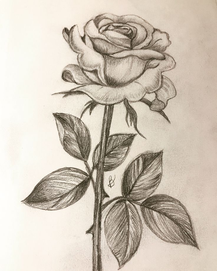 a pencil drawing of a rose with leaves