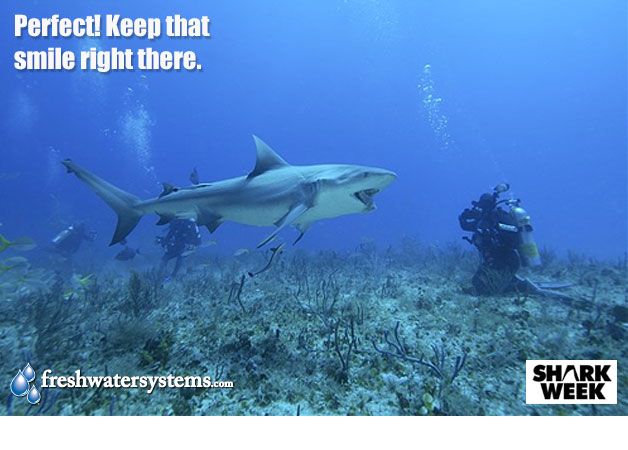 two scuba divers and a shark in the ocean