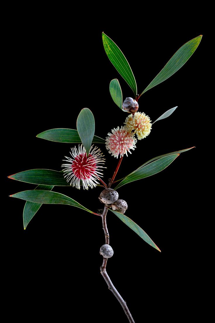 a branch with flowers and leaves on it