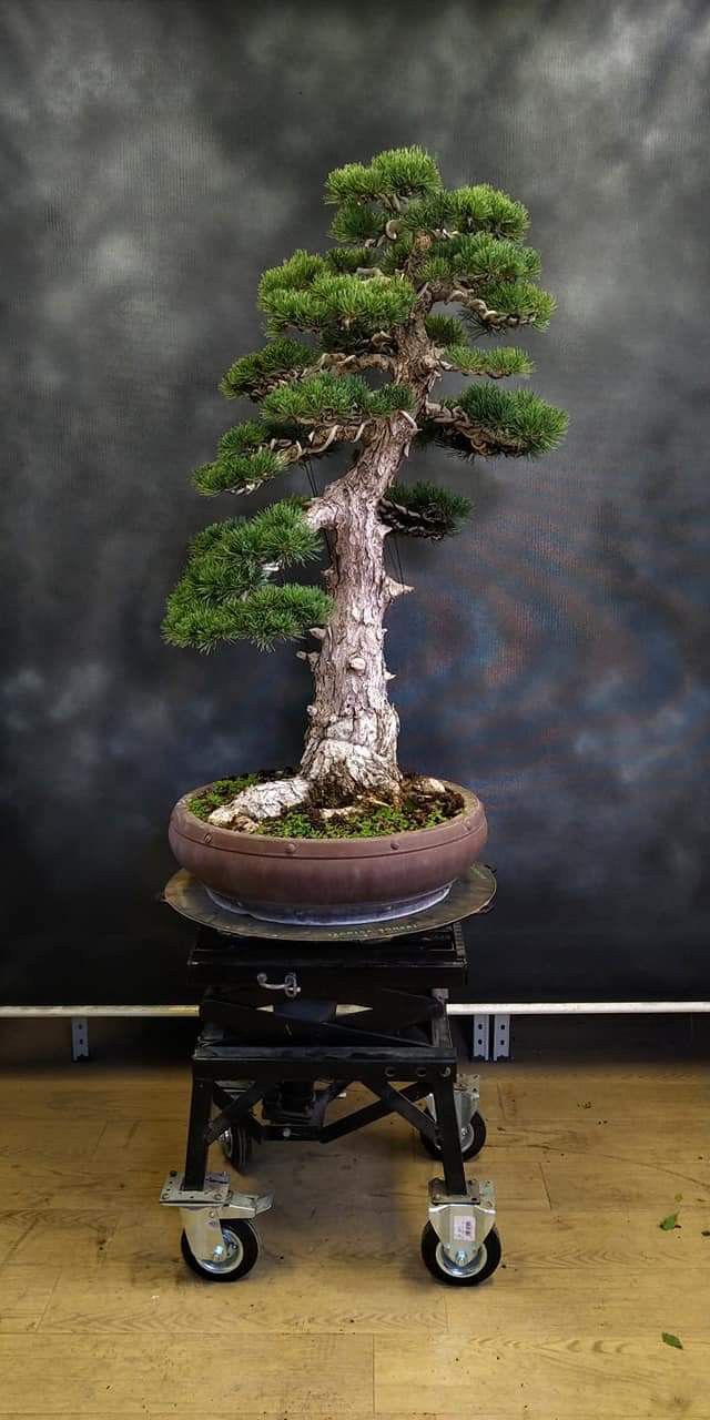 a bonsai tree sitting on top of a dolly in front of a wall with clouds