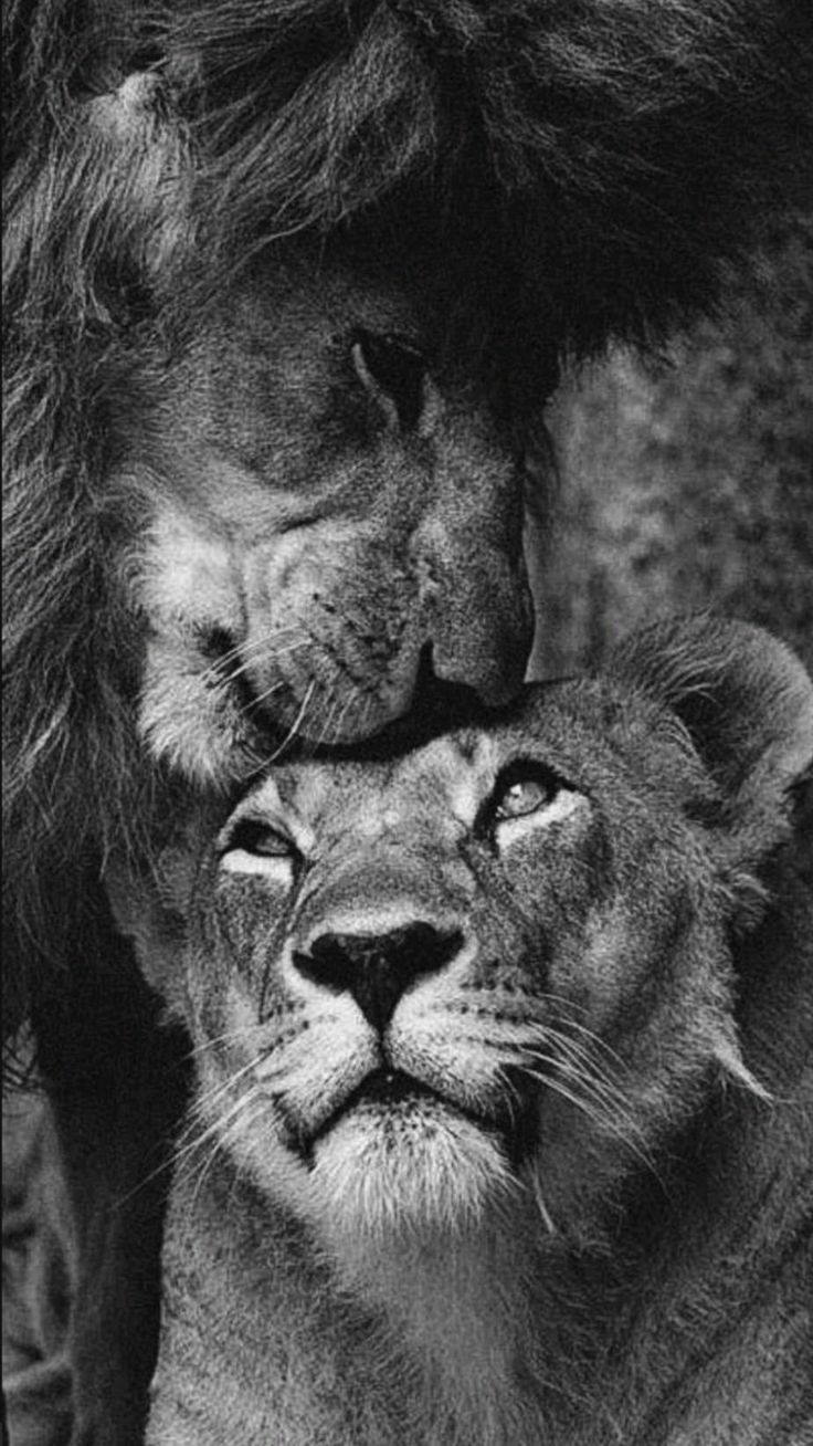 black and white photo of two lions with their heads touching each other's noses