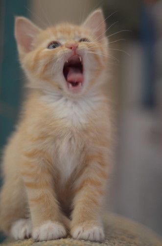 an orange kitten yawns while sitting on top of a chair with its mouth open