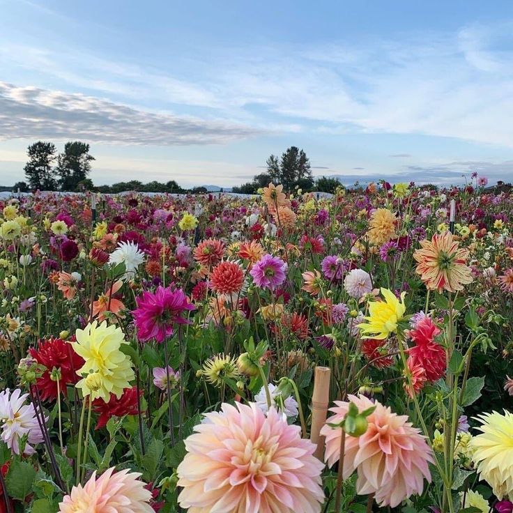 a field full of colorful flowers with trees in the background