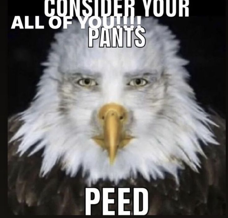 an eagle with the caption my honest reaction