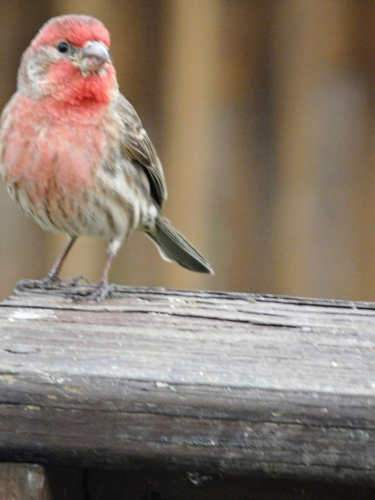 a small bird sitting on top of a wooden bench