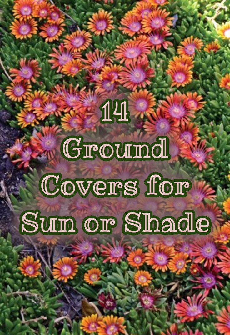 Shade Rock Garden Plants, Ground Cover For Sunny Slopes, Perennial Ground Cover Flowers, Colorful Ground Cover Perennials, Ground Covering Flowers, Ground Cover Along Fence, Zone 9 Ground Cover, Creeping Thyme Hillside, Frogfruit Ground Cover