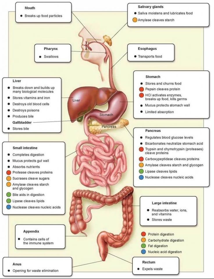 diagram of the human body organs and their major functions in anatomy for kids, including stomachs