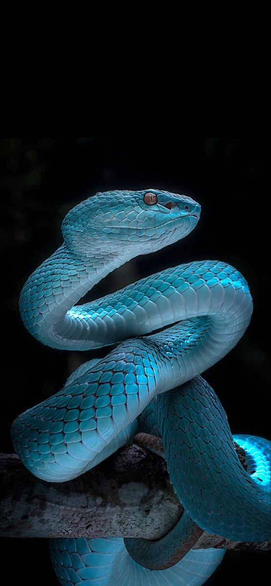 a blue snake is sitting on top of a branch in the dark, with its tongue out