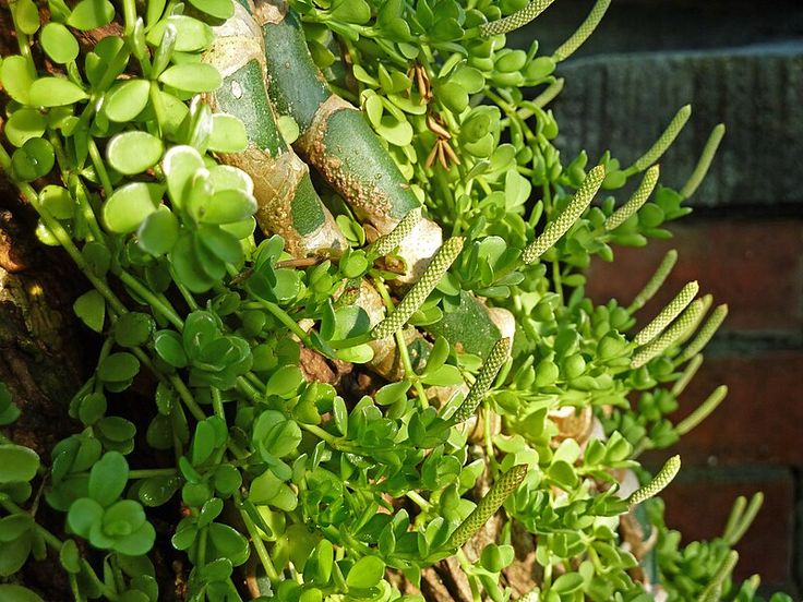 green plants growing on the side of a brick wall