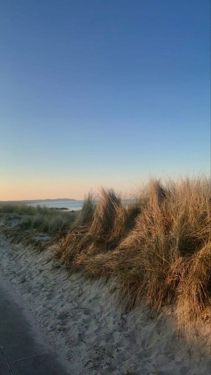 an empty path leading to the beach with grass on both sides and blue sky in the background