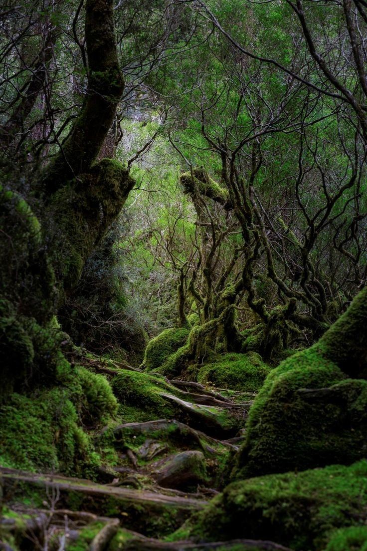 a path in the middle of a forest with moss growing on it's sides