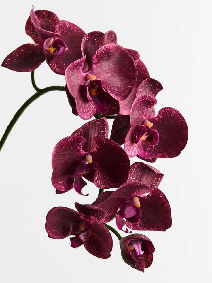 purple orchids in a vase on a white background