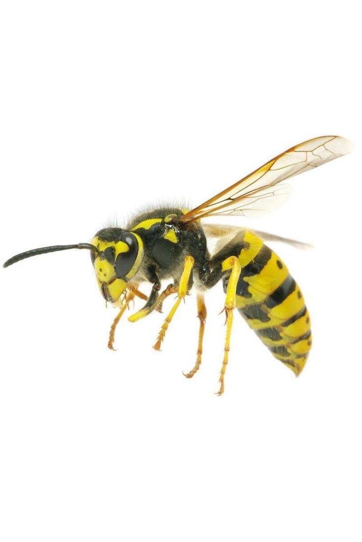 a large yellow and black bee flying through the air