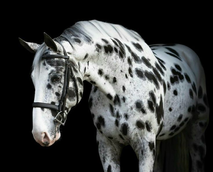 a white and black spotted horse with bridle on it's head standing in front of a black background