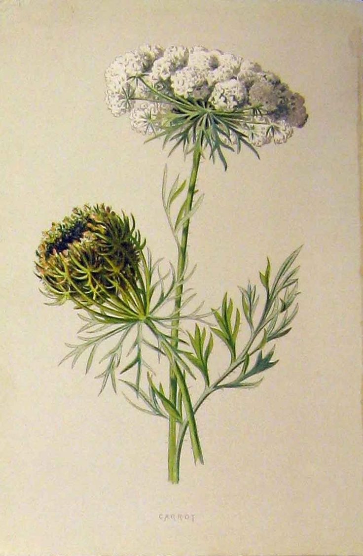 an illustration of some white flowers with green stems