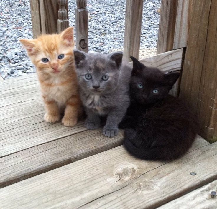 three kittens are sitting on a wooden porch