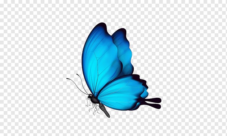 a blue butterfly flying in the sky with no background, hd png clipart