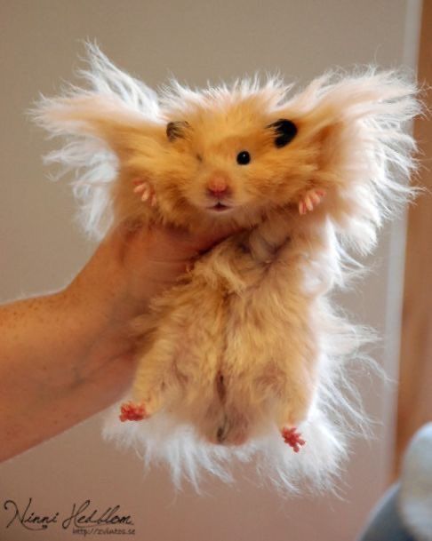 a small hamster being held in the air by someone's hand with long hair