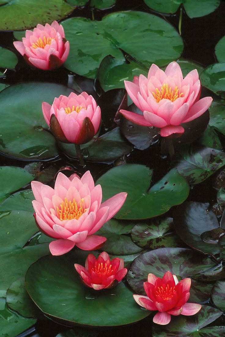 several pink water lilies in a pond with lily pads and green leaves around them