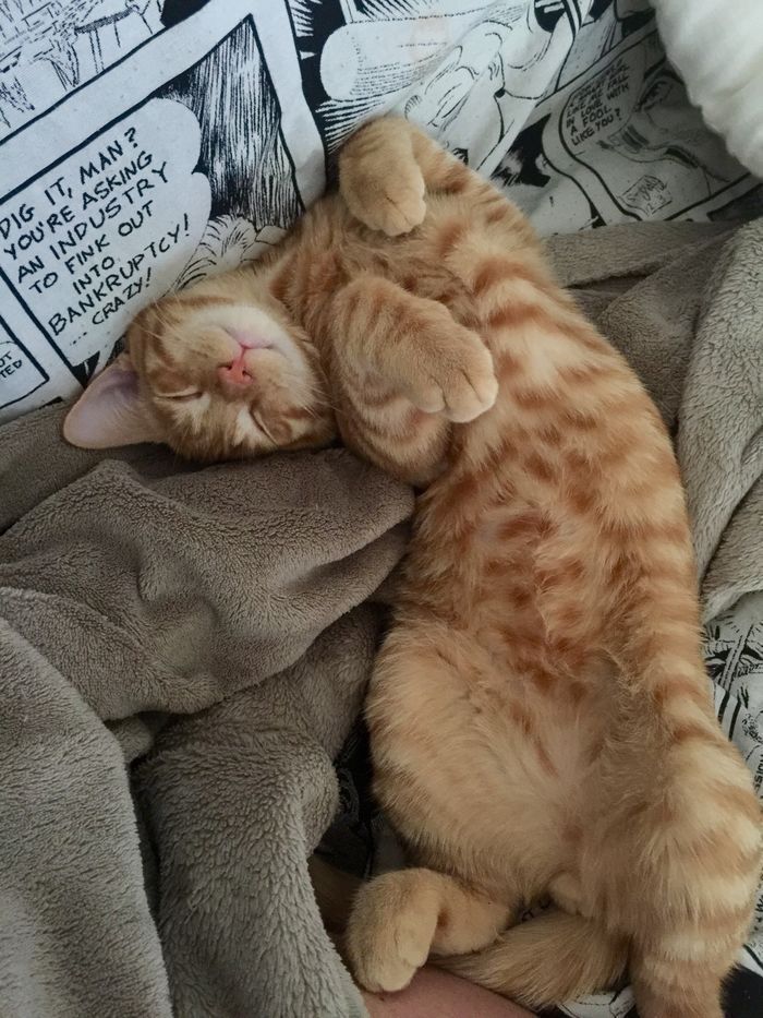 an orange cat sleeping on top of a blanket