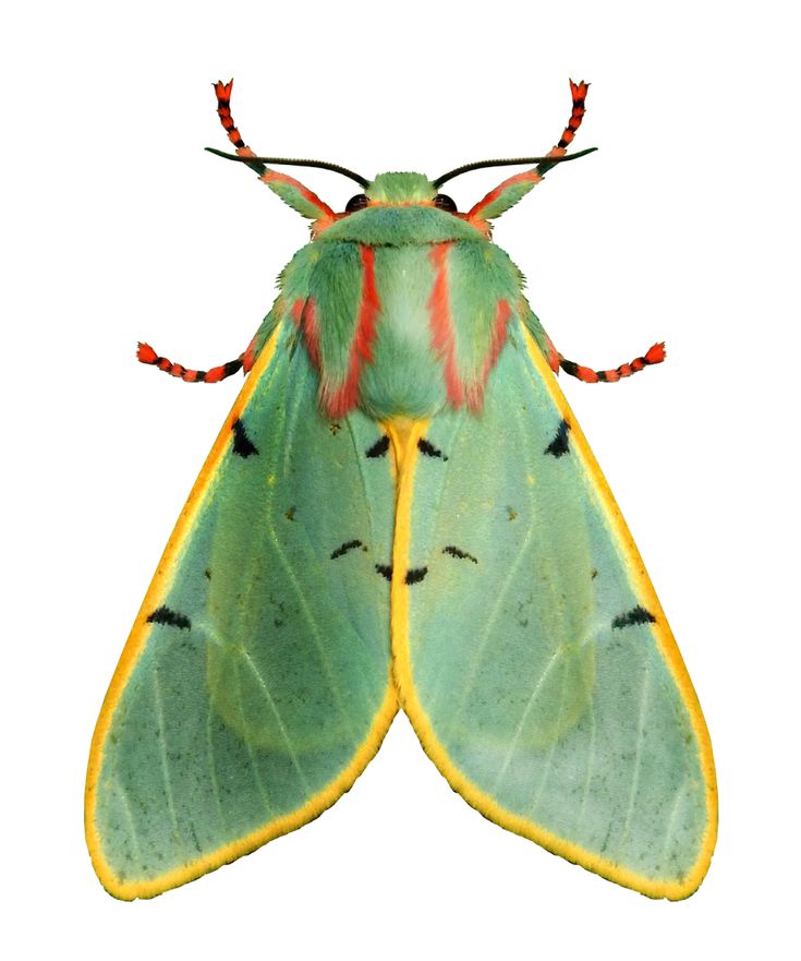 a large green and yellow moth with long antennae on it's back legs, sitting in front of a white background