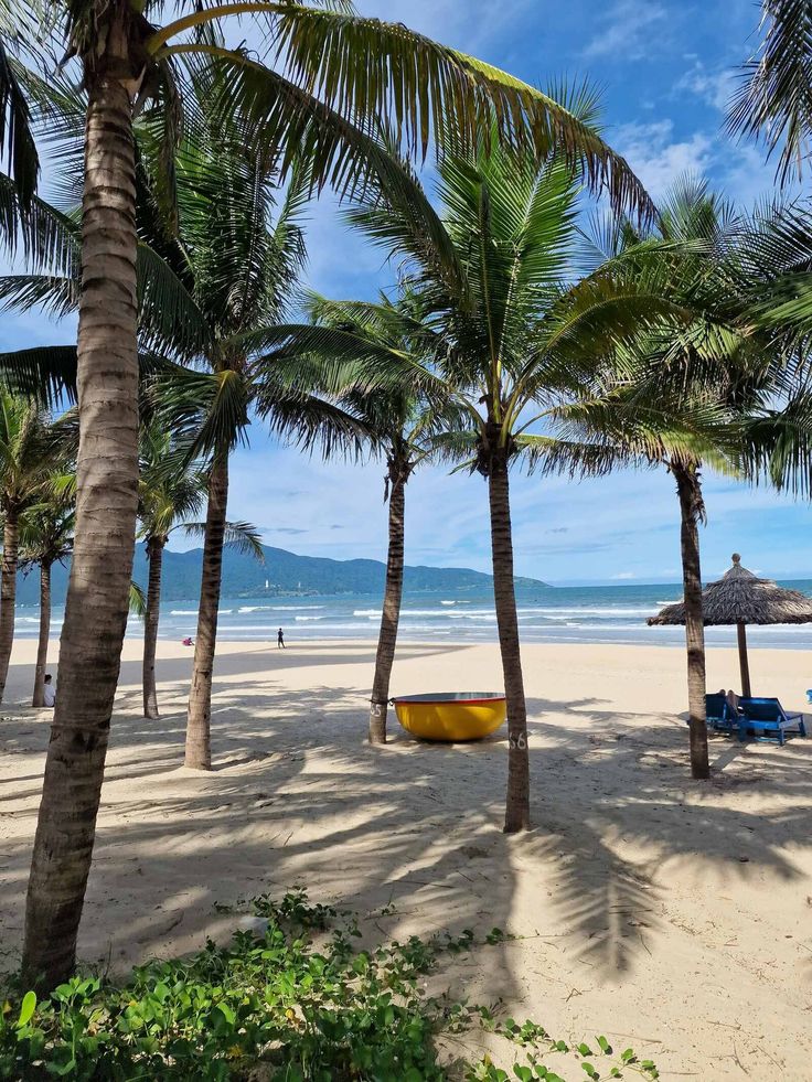 palm trees line the beach with chairs and umbrellas