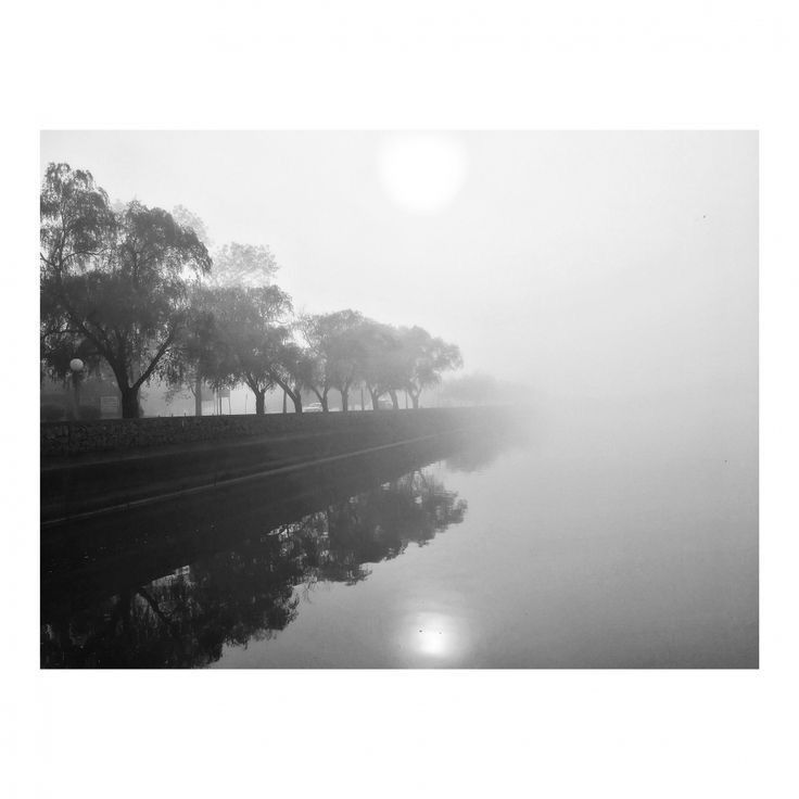 black and white photograph of trees on the edge of a body of water in fog