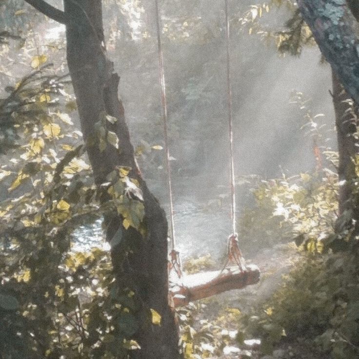 a tree swing suspended over a river in the middle of a forest with sunlight streaming through the trees