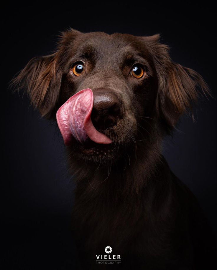 a brown dog sticking its tongue out