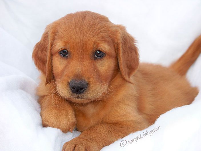 a small brown dog laying on top of a white blanket