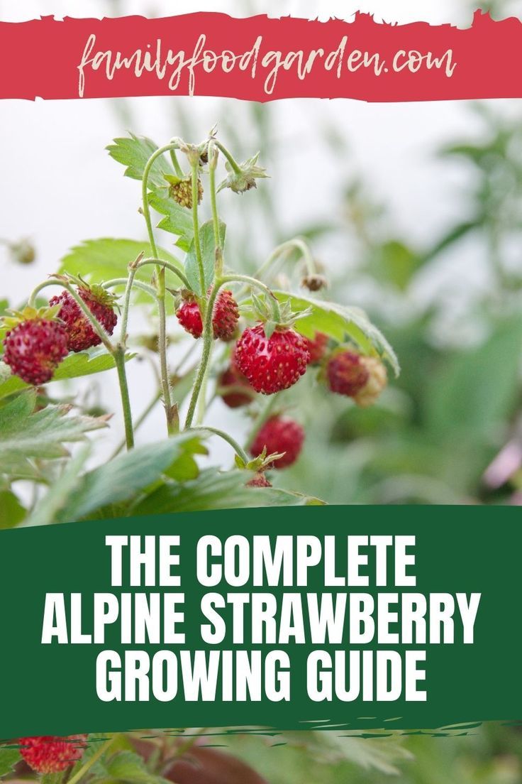 the complete alpine strawberry growing guide