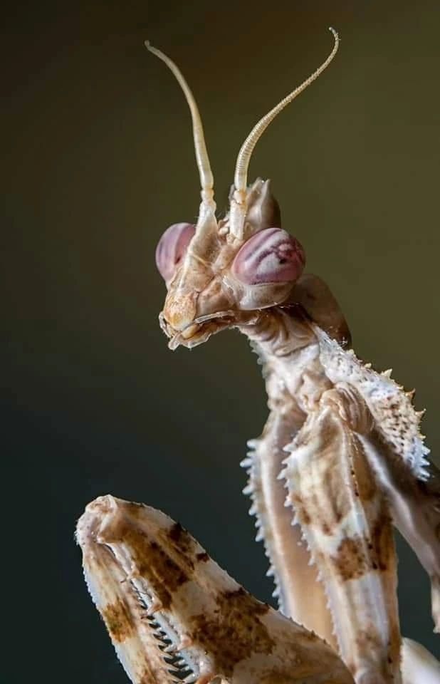 a close up of a praying mantissa