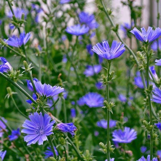 some blue flowers are growing in the grass