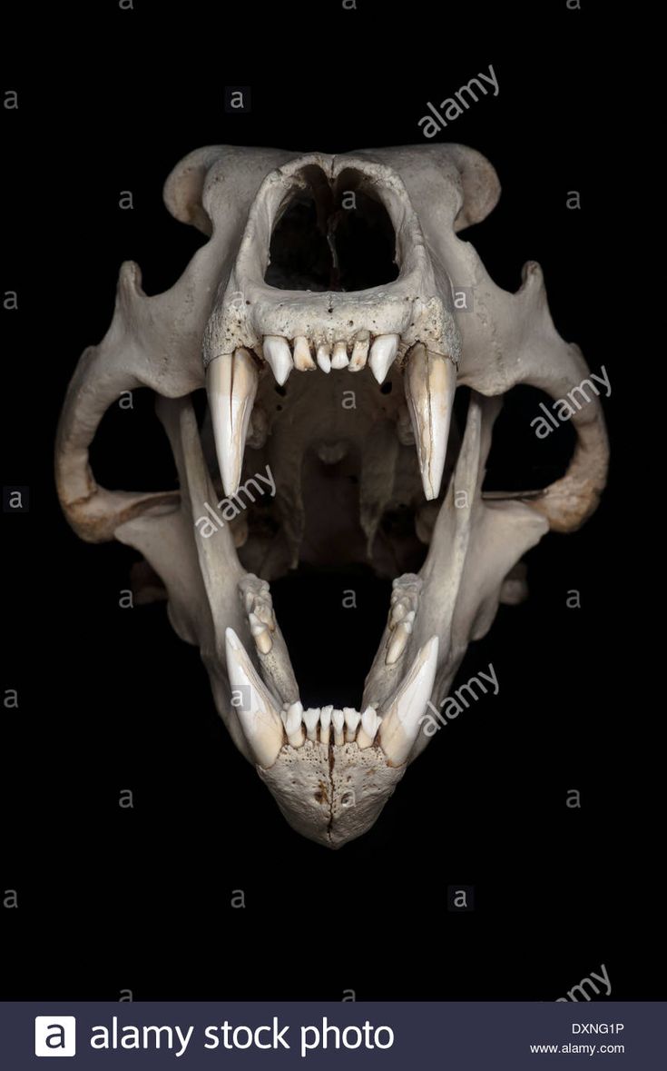 an animal's teeth and fangs are shown in this image