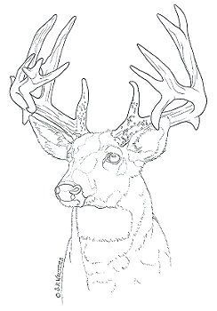 a drawing of a deer with antlers on it's head