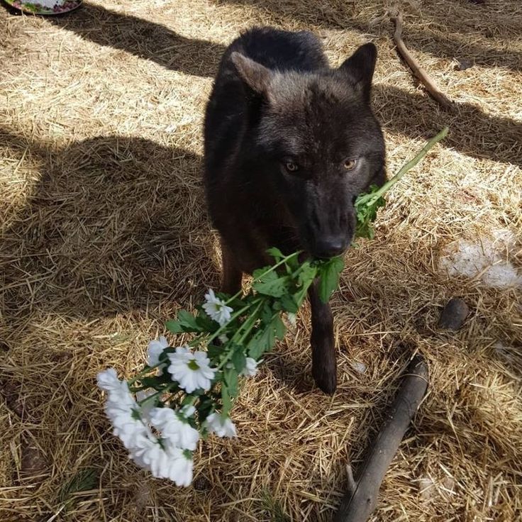 a black dog holding flowers in it's mouth