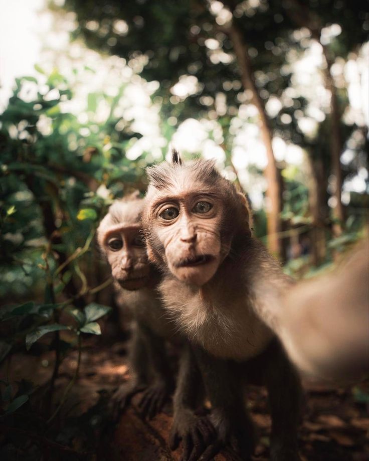 two monkeys standing next to each other in the woods