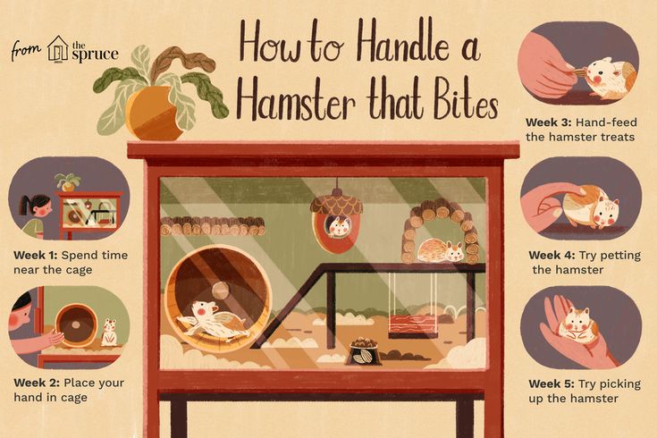 a poster with instructions on how to handle a hamster that bites