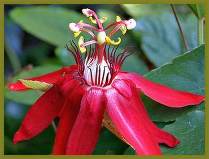 a red flower with yellow stamens and green leaves