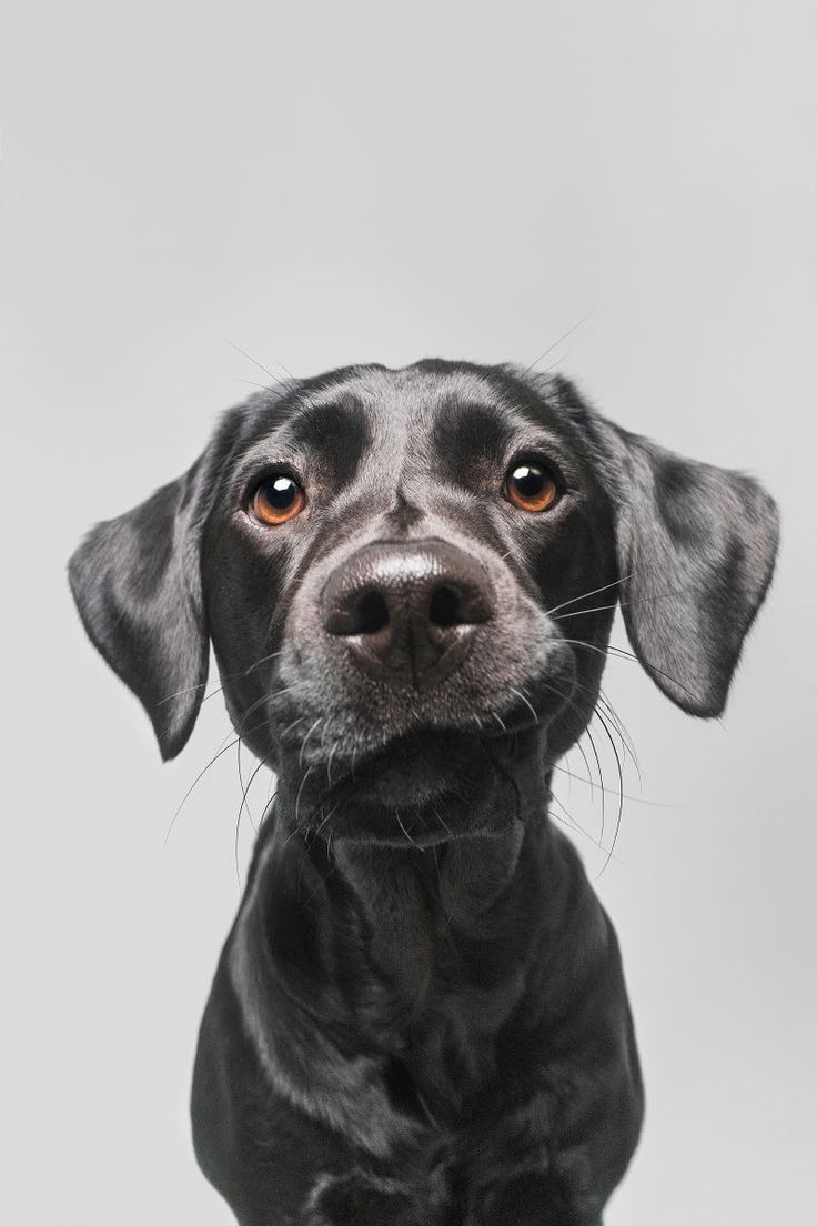 a black dog is looking at the camera