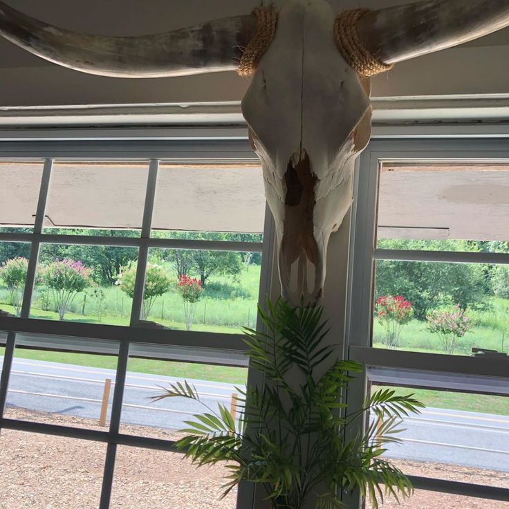 a cow skull mounted to the side of a window