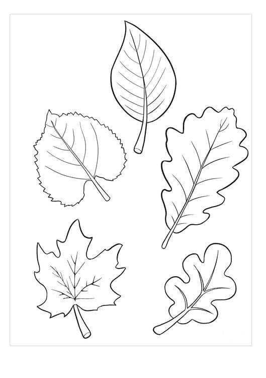 four different leaf shapes are shown in black and white, including one with a single leaf