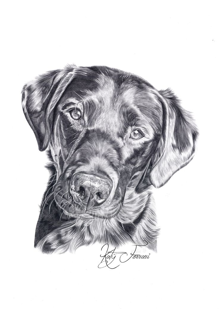 a black and white drawing of a dog