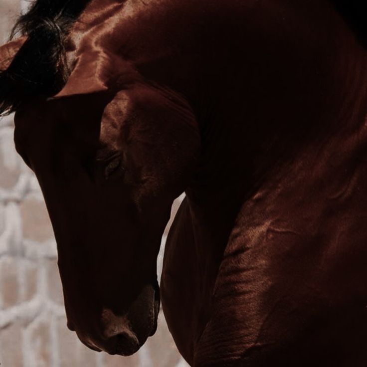 a brown horse standing in front of a brick wall with its head turned to the side