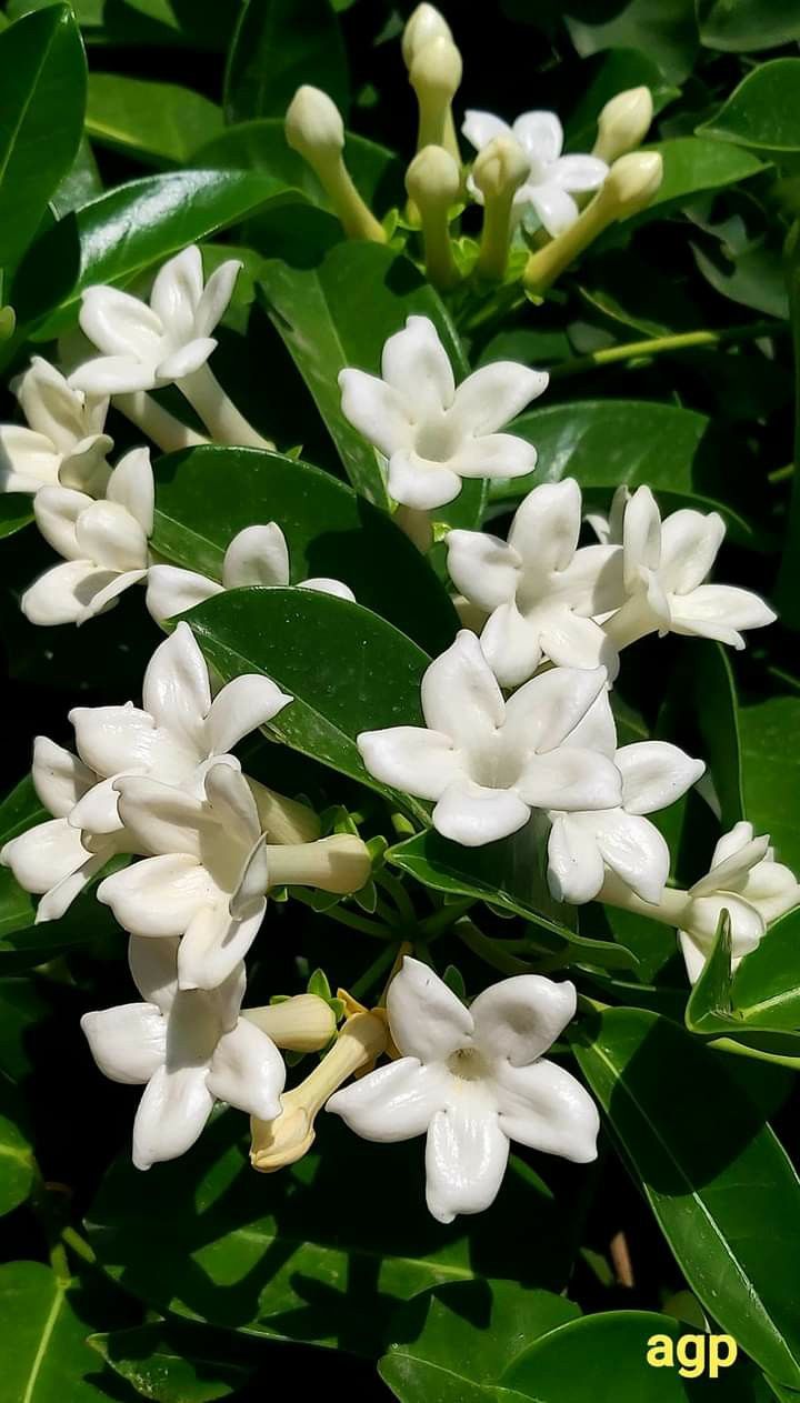 white flowers with green leaves in the background