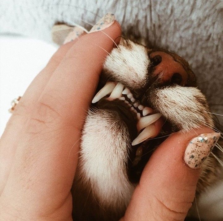 a person is holding a cat's teeth with it's claws and paws